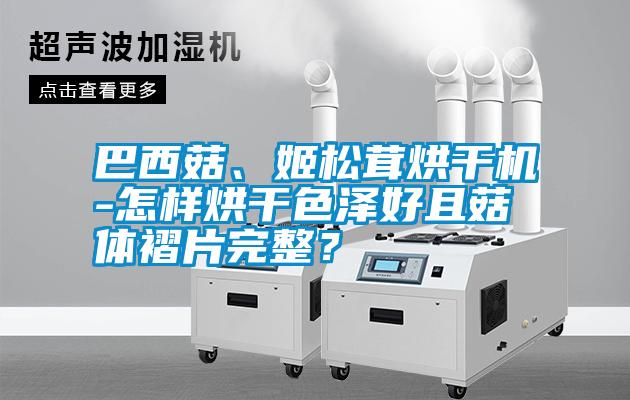 巴西菇、姬松茸烘干機(jī)-怎樣烘干色澤好且菇體褶片完整？