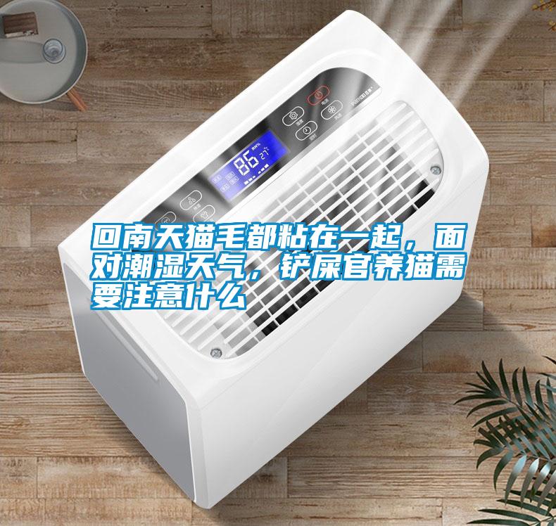 回南天貓毛都粘在一起，面對(duì)潮濕天氣，鏟屎官養(yǎng)貓需要注意什么