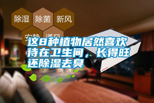 這8種植物居然喜歡待在衛(wèi)生間，長得旺還除濕去臭