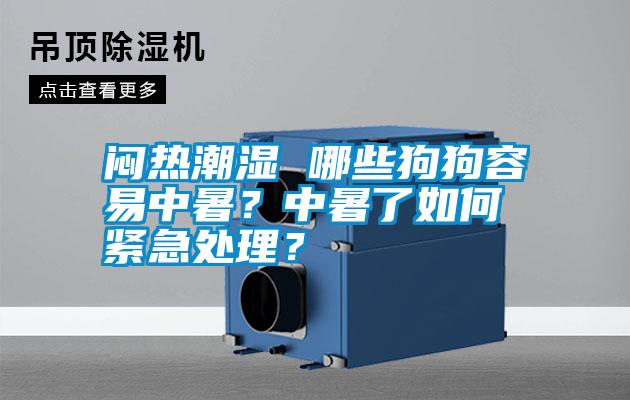 悶熱潮濕 哪些狗狗容易中暑？中暑了如何緊急處理？