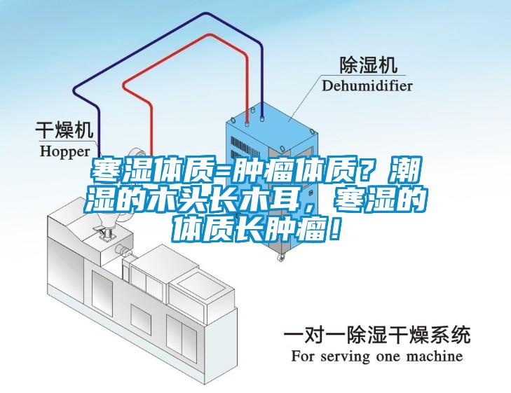 寒濕體質(zhì)=腫瘤體質(zhì)？潮濕的木頭長木耳，寒濕的體質(zhì)長腫瘤！