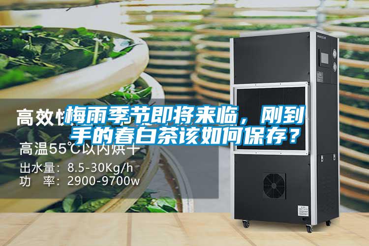 梅雨季節(jié)即將來(lái)臨，剛到手的春白茶該如何保存？