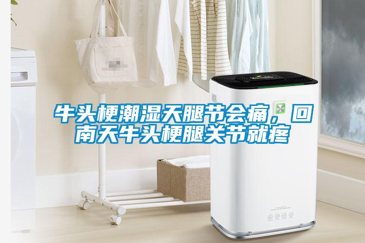 牛頭梗潮濕天腿節(jié)會(huì)痛，回南天牛頭梗腿關(guān)節(jié)就疼