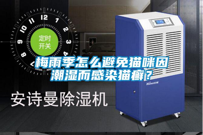 梅雨季怎么避免貓咪因潮濕而感染貓癬？