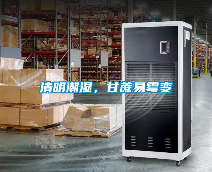 清明潮濕，甘蔗易霉變