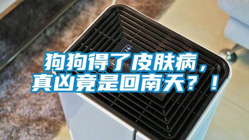 狗狗得了皮膚病，真兇竟是回南天？！