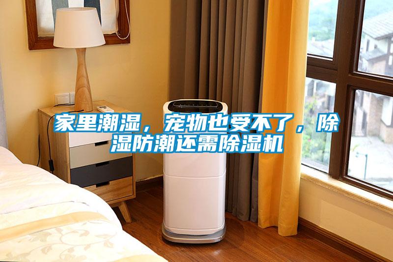 家里潮濕，寵物也受不了，除濕防潮還需除濕機