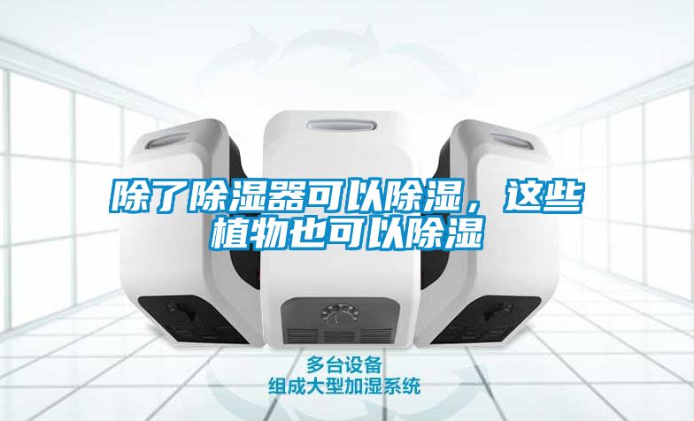 除了除濕器可以除濕，這些植物也可以除濕